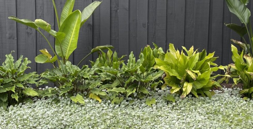ACER Landscapes _ Ground Cover