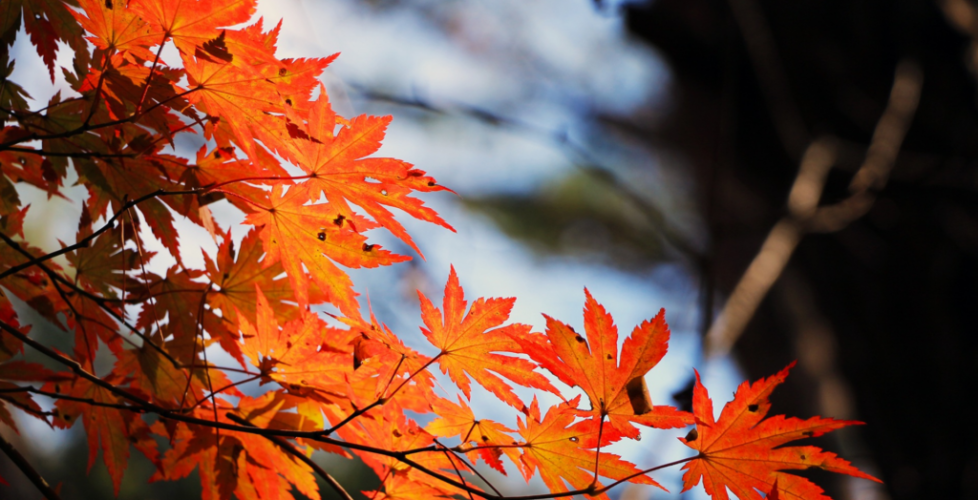 AcerLandscapes_Japanese_Garden_1