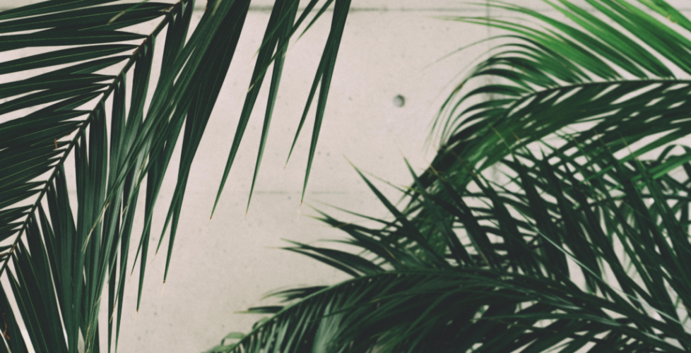 AcerLandscapes_Japanese_Garden_12