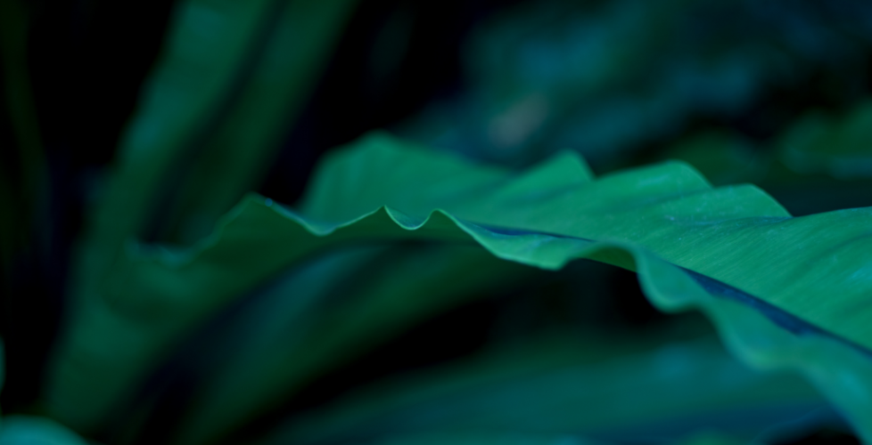 AcerLandscapes_Japanese_Garden_16