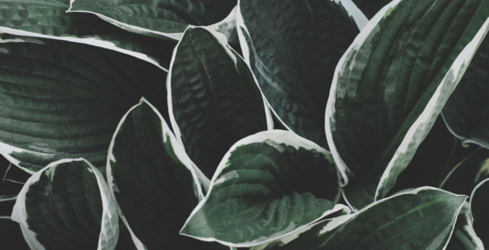 AcerLandscapes_Japanese_Garden_17