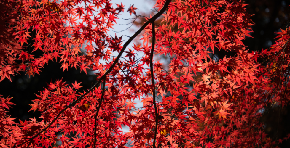 AcerLandscapes_Japanese_Garden_2