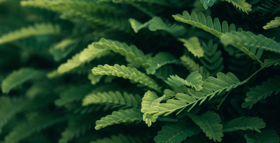 AcerLandscapes_Japanese_Garden_20