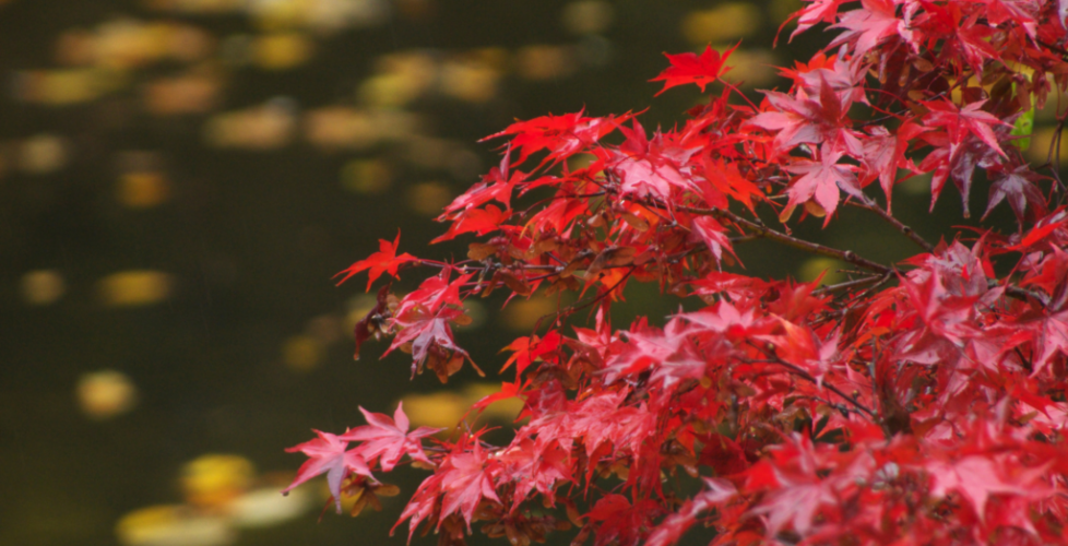AcerLandscapes_Japanese_Garden_4