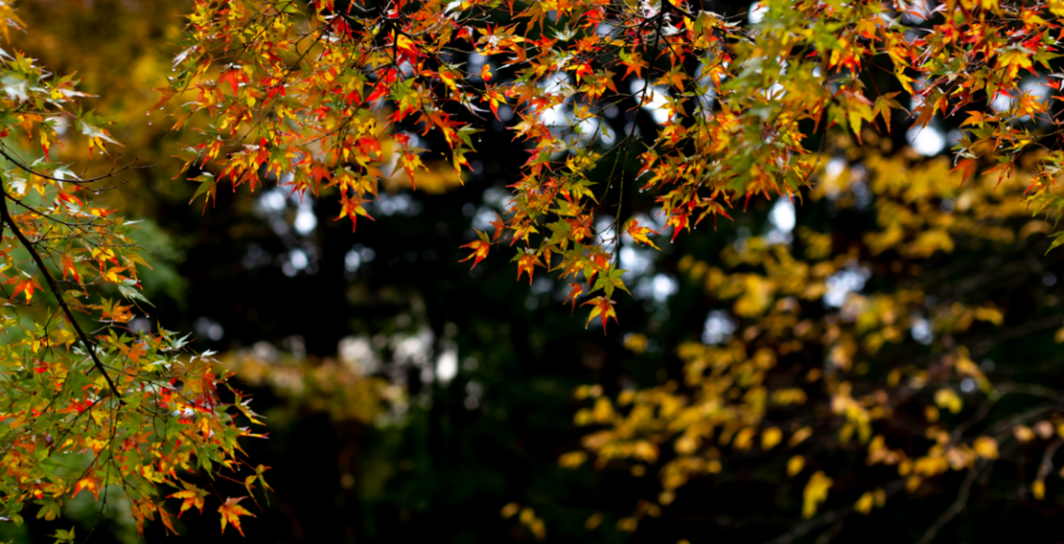 AcerLandscapes_Japanese_Garden_5
