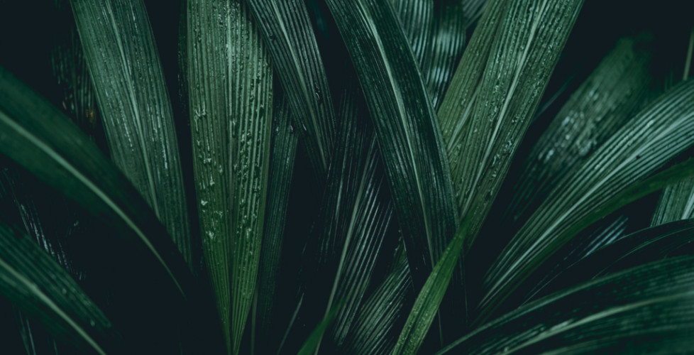 AcerLandscapes_Japanese_Garden_6