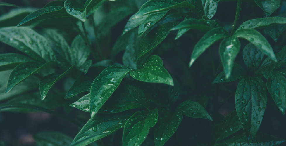 AcerLandscapes_Japanese_Garden_7