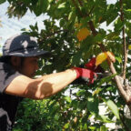 AcerLandscapes_Japanese_Garden_Maintainance2