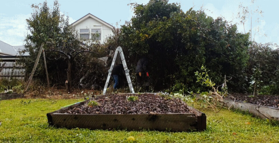 AcerLandscapes_Japanese_Garden_MaintainanceBefore