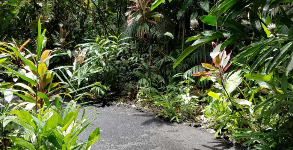 AcerLandscapes_Japanese_Garden_Untitled design