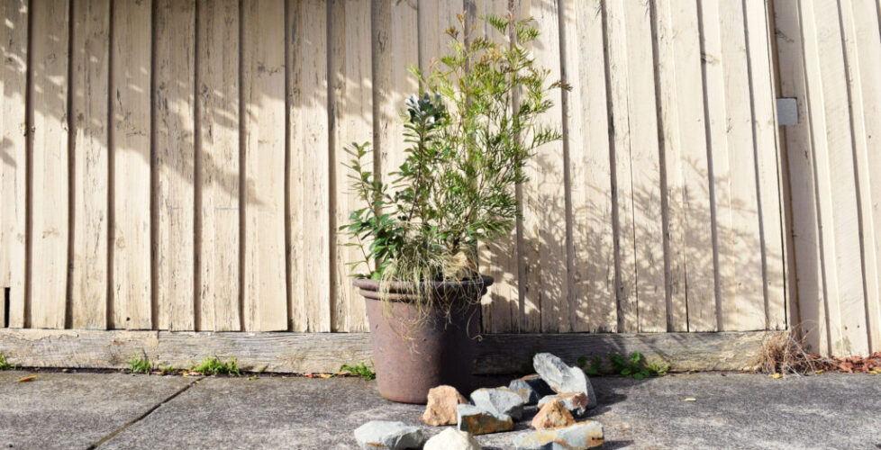 AcerLandscapes_Japanese_Garden_20210707_PotGardening1_light