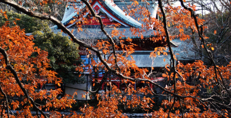 AcerLandscapes_Japanese_Garden_InokashiraPark2