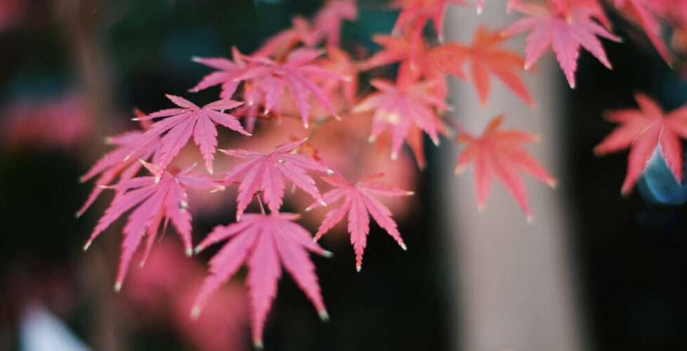 AcerLandscapes_Japanese_Garden_InokashiraPark4