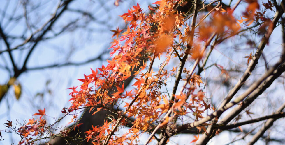 AcerLandscapes_Japanese_Garden_InokashiraPark5