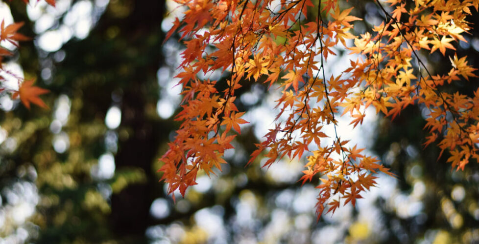 AcerLandscapes_Japanese_Garden_InokashiraPark6