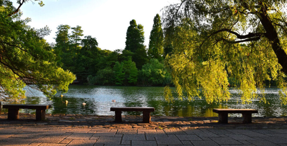 AcerLandscapes_Japanese_Garden_InokashiraPark9