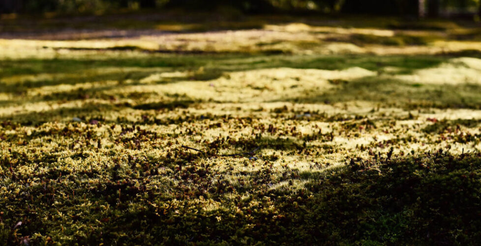 AcerLandscapes_Japanese_Garden_KinkakuJi4