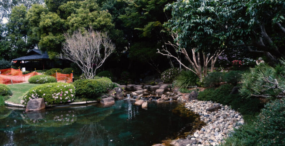 Mt Coot-tha Botanic Gardens